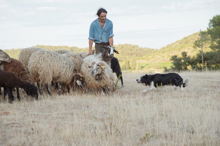 DSC2080 scaled 768x511