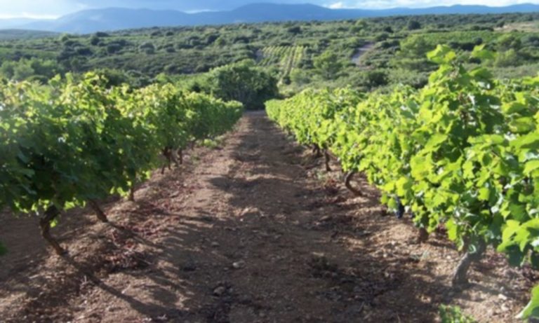 La Syrah 2 2 768x461