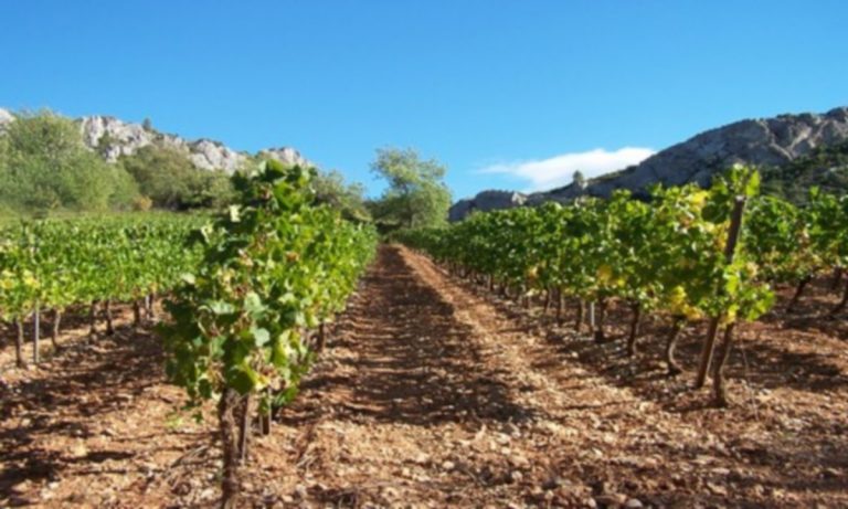 Le Chardonnay 2 2 768x461