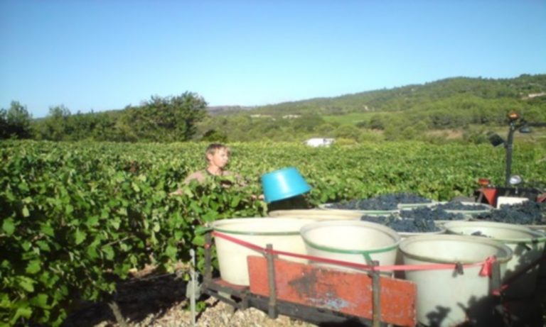 Vendange Syrah 3 2 768x461